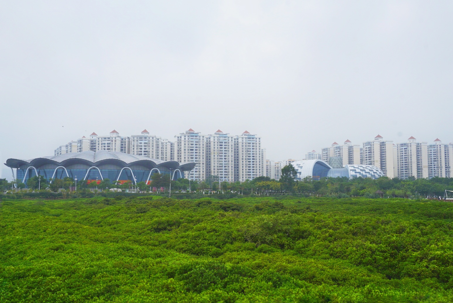 "#红树林在城中的红树林之城----防城港市#"